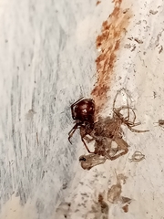 Steatoda triangulosa