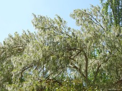 Populus alba