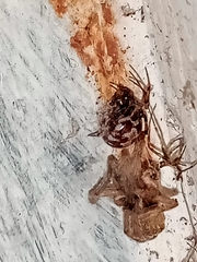 Steatoda triangulosa