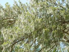 Populus alba