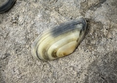 Moerella pulchella