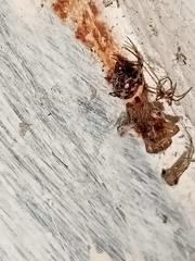Steatoda triangulosa
