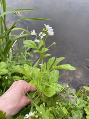 Cardamine amara