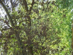 Robinia pseudoacacia