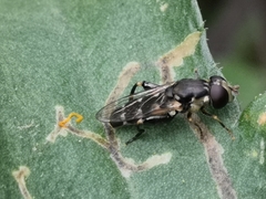 Syritta pipiens