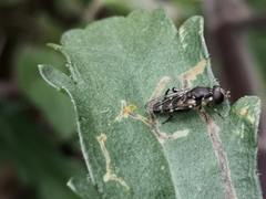 Syritta pipiens