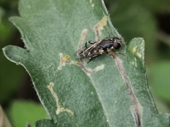 Syritta pipiens