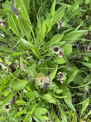 Plantago lanceolata