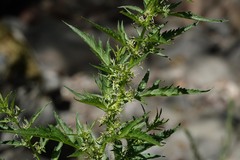 Datisca glomerata