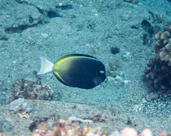 Acanthurus nigricans