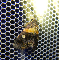 Xanthomera leucoglene