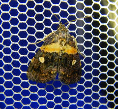 Xanthomera leucoglene