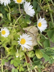 Bellis perennis