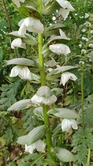 Acanthus mollis