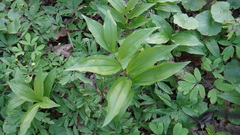 Polygonatum latifolium