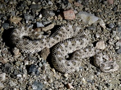 Crotalus cerastes cerastes