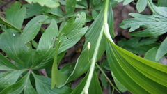 Polygonatum latifolium
