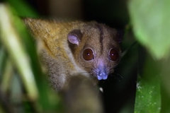 Pseudochirulus canescens