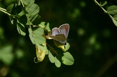 Iolana iolas