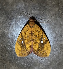Miniodes discolor