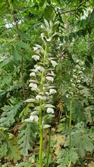 Acanthus mollis