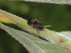 Cryptocephalus ocellatus