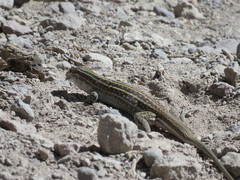 Aspidoscelis exsanguis