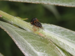 Cryptocephalus ocellatus