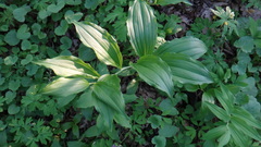 Polygonatum latifolium