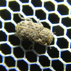 Leichenum