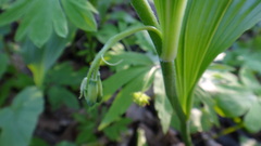 Polygonatum latifolium