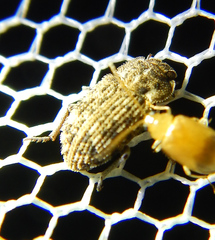 Leichenum