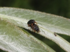 Cryptocephalus ocellatus