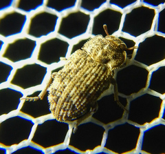 Leichenum