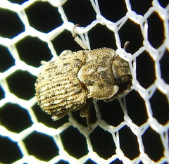 Leichenum