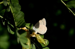 Iolana iolas