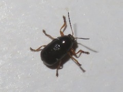 Cryptocephalus ocellatus