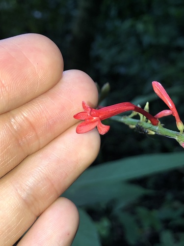 Odontonema tubaeforme