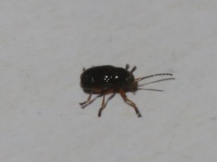 Cryptocephalus ocellatus