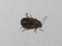 Cryptocephalus ocellatus