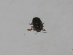 Cryptocephalus ocellatus