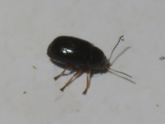 Cryptocephalus ocellatus