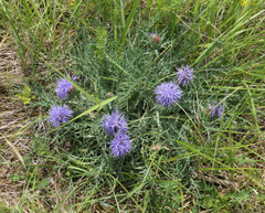 Carthamus mitissimus