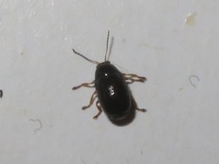 Cryptocephalus ocellatus
