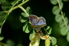 Iolana iolas