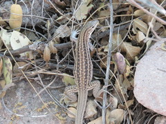 Aspidoscelis exsanguis