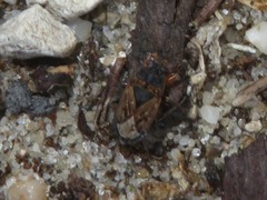 Trapezonotus arenarius