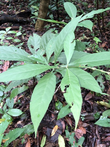 Odontonema tubaeforme
