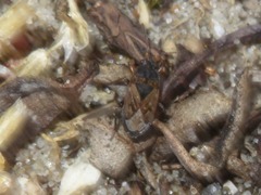 Trapezonotus arenarius