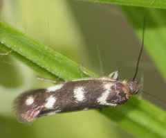 Scythris scopolella